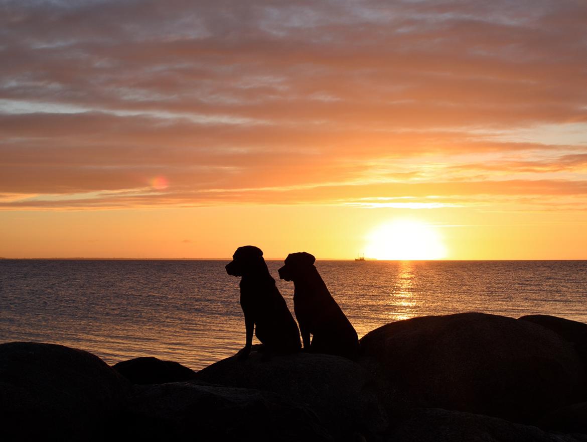 Labrador retriever Junior billede 46