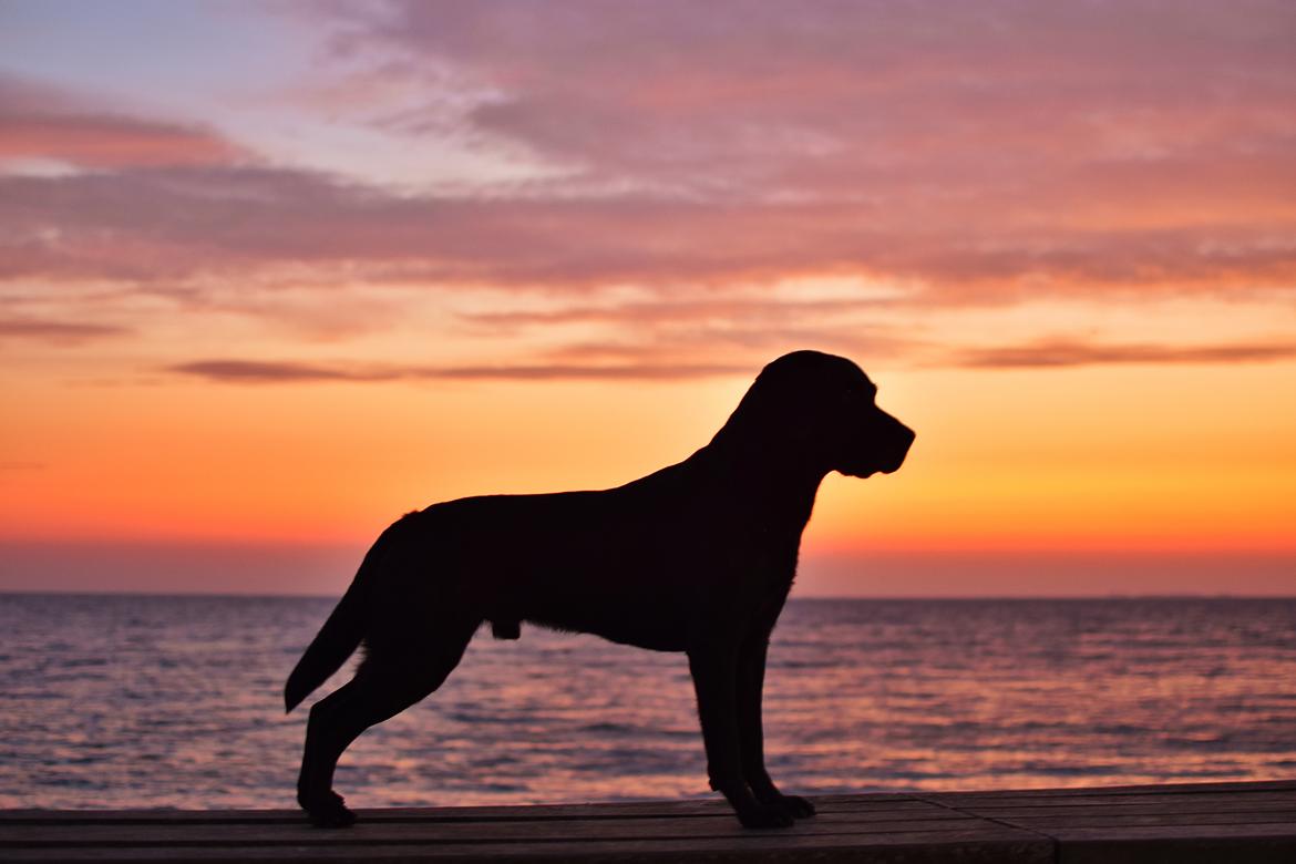 Labrador retriever Junior billede 36