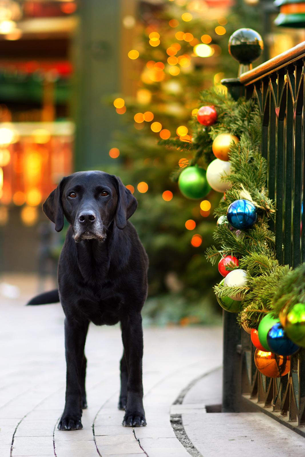 Labrador retriever Junior billede 47