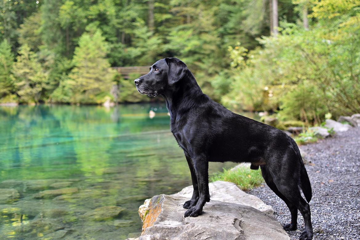 Labrador retriever Junior billede 49