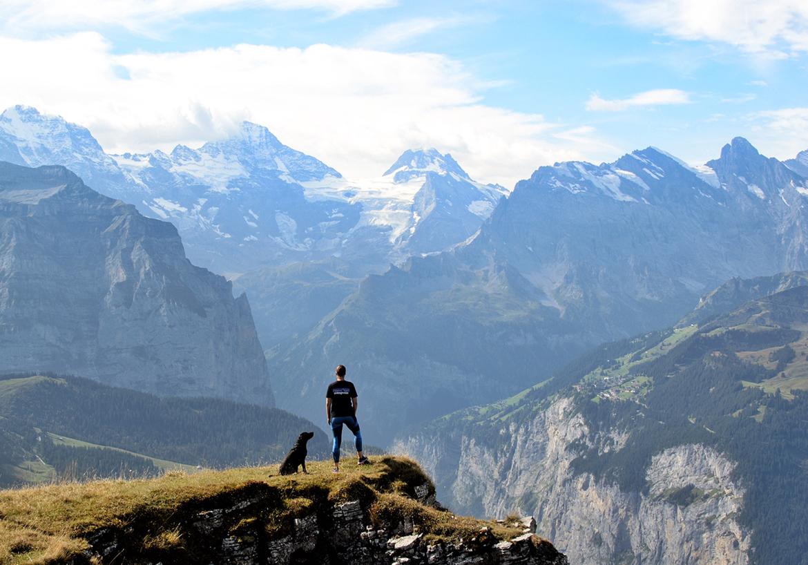 Labrador retriever Junior billede 48