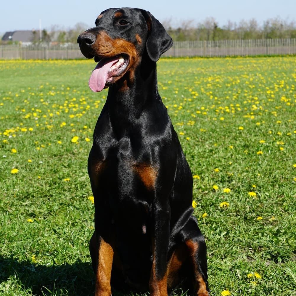 Dobermann Dobergaarden Forever Irish billede 2