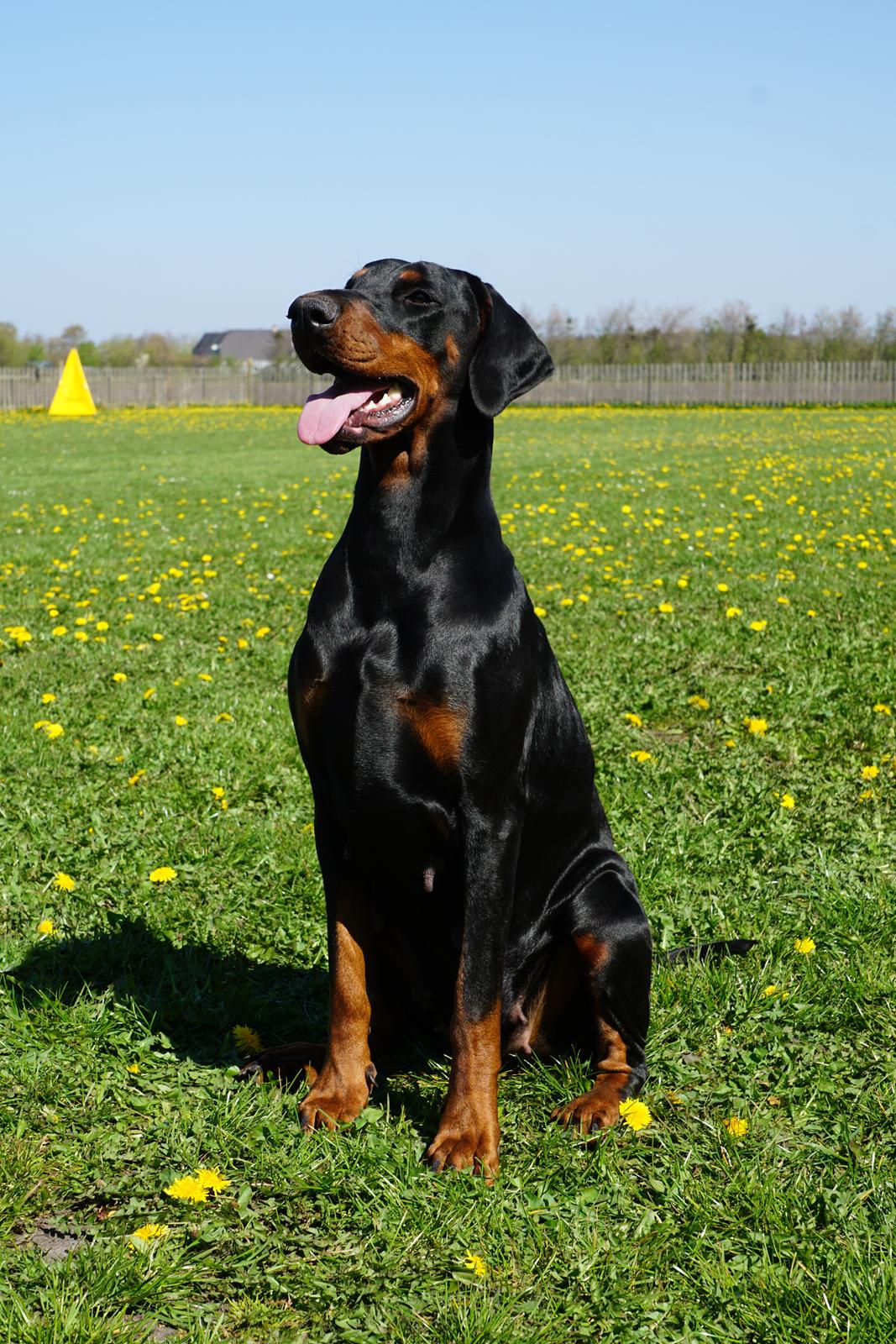 Dobermann Dobergaarden Forever Irish billede 3