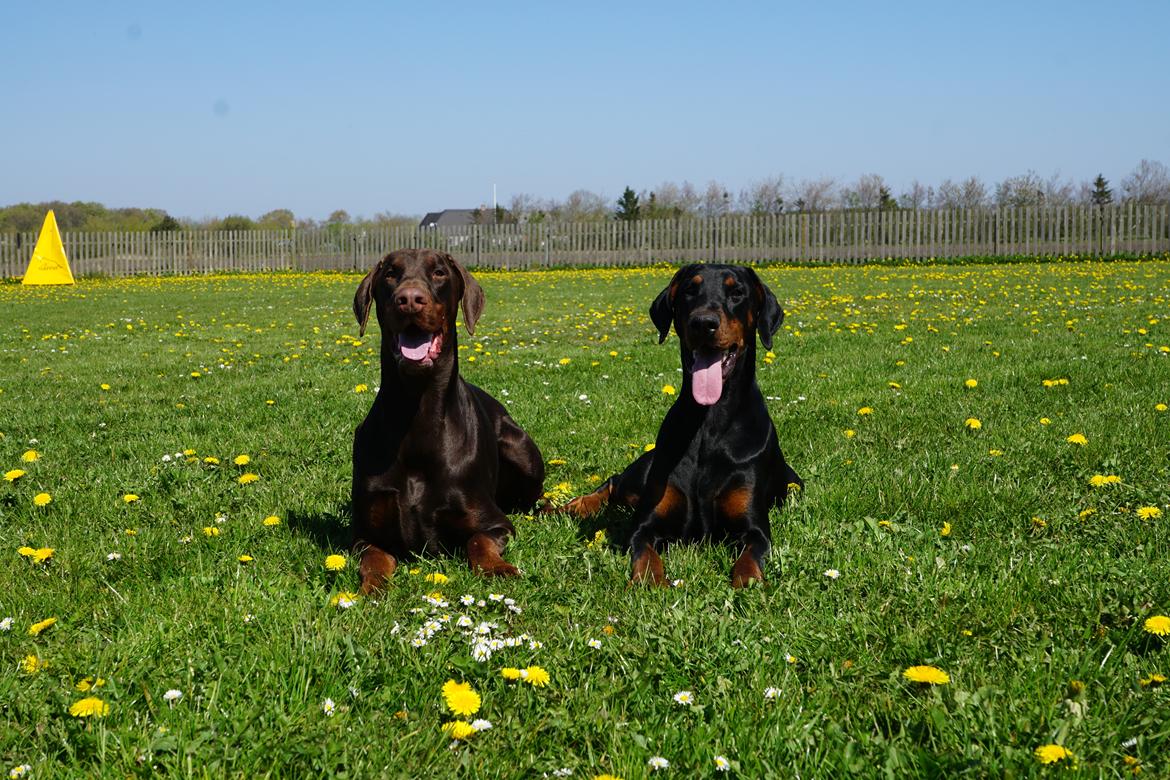 Dobermann Dobergaarden Forever Irish billede 4