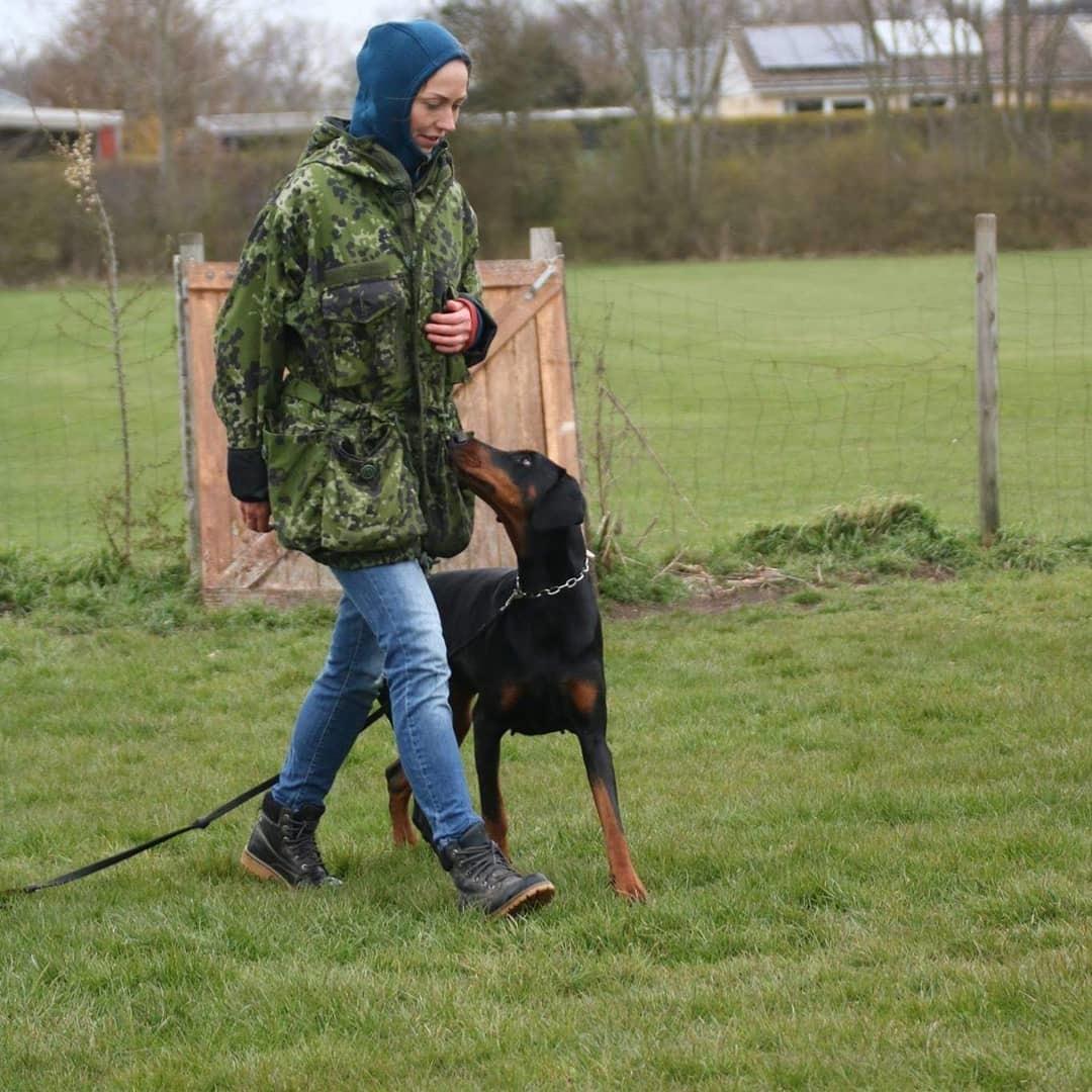 Dobermann Dobergaarden Forever Irish billede 5