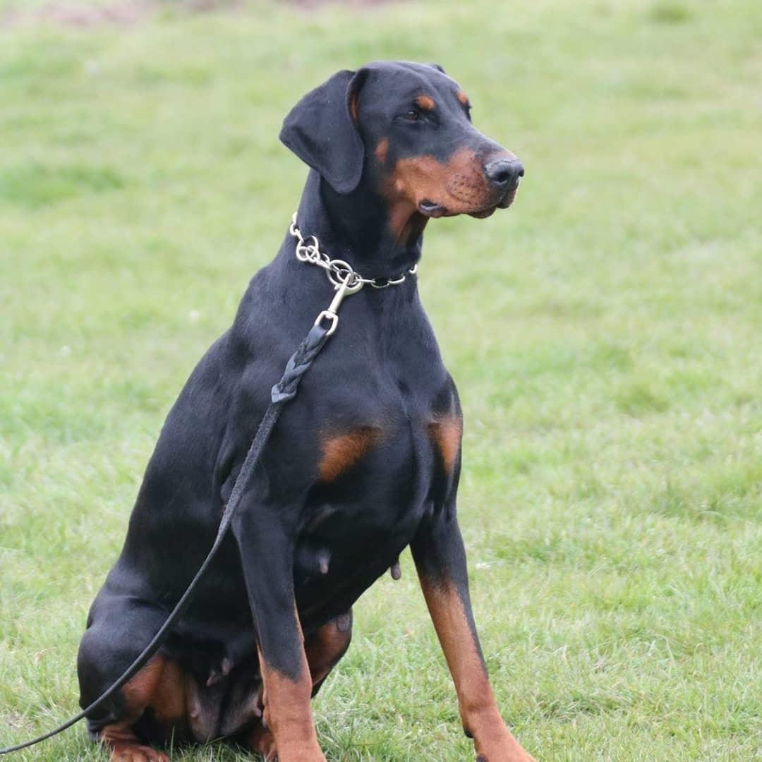 Dobermann Dobergaarden Forever Irish billede 6