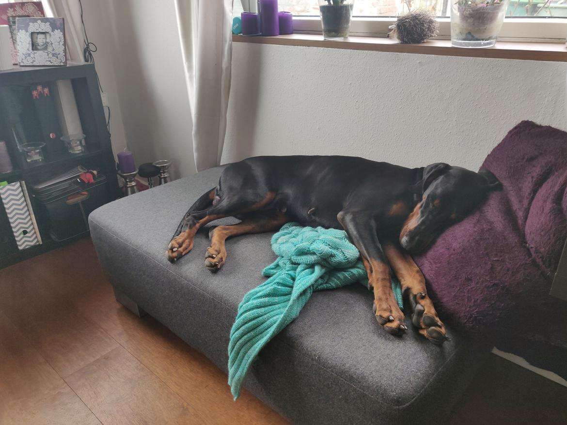 Dobermann Dobergaarden Forever Irish billede 7