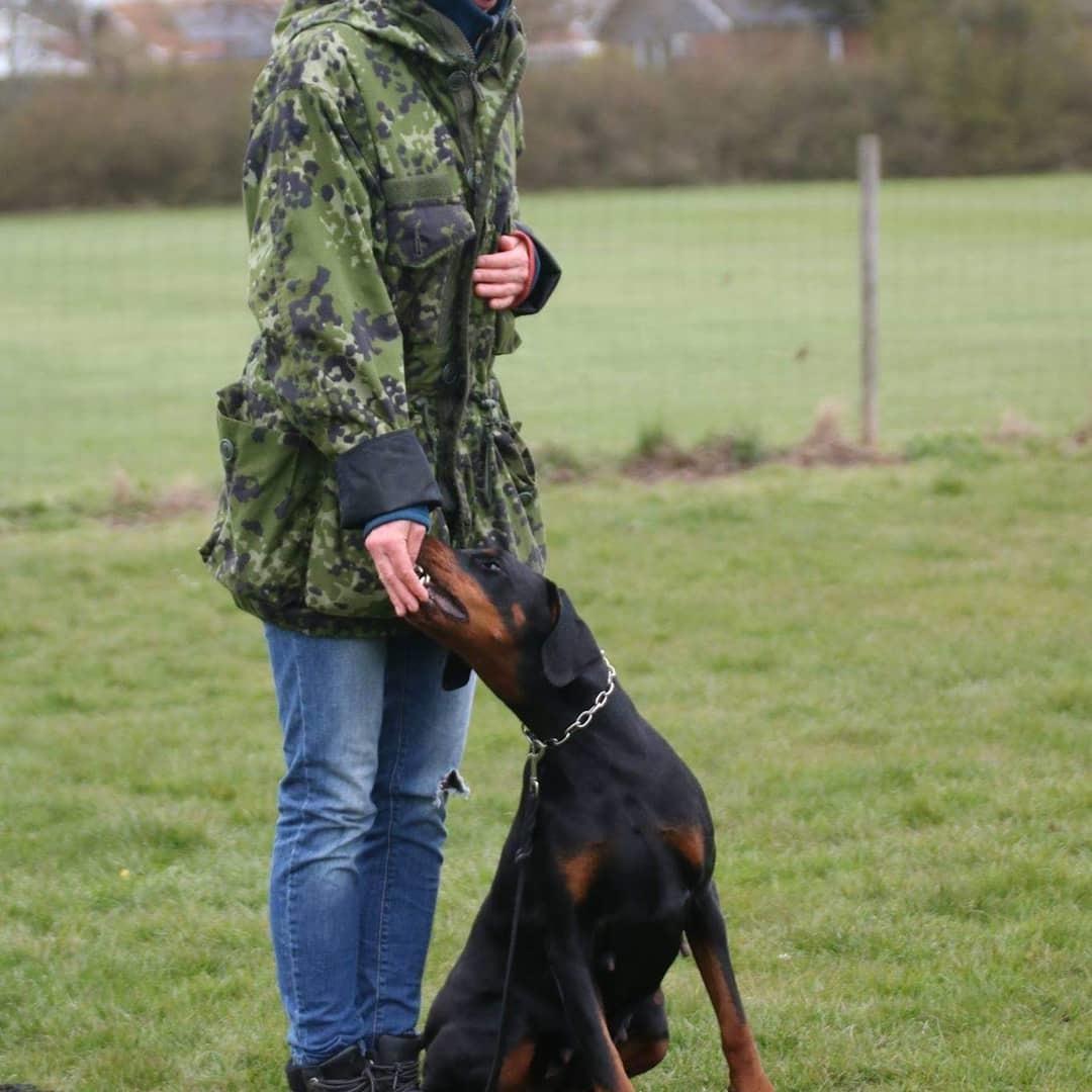 Dobermann Dobergaarden Forever Irish billede 8