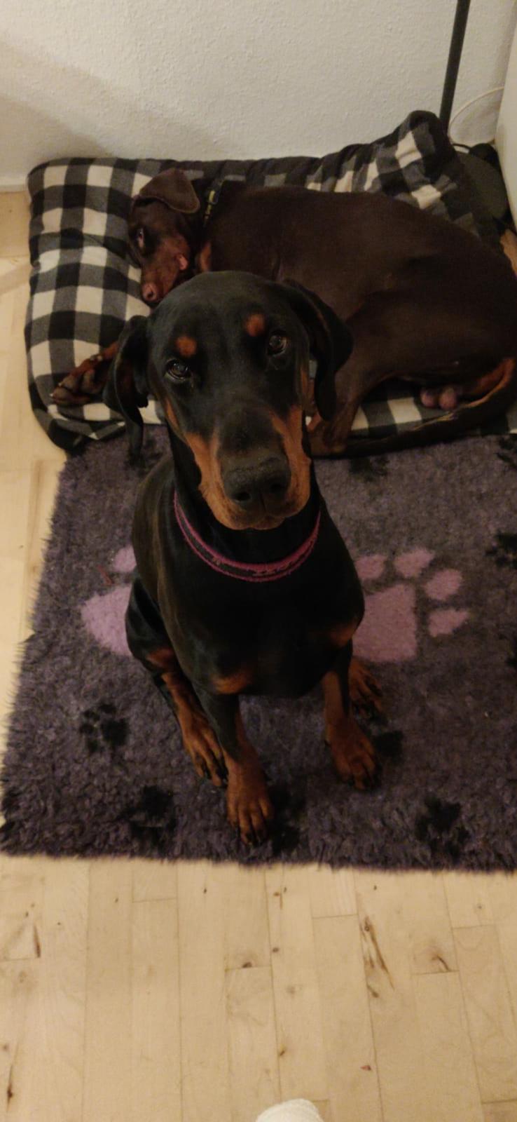 Dobermann Dobergaarden Forever Irish billede 9