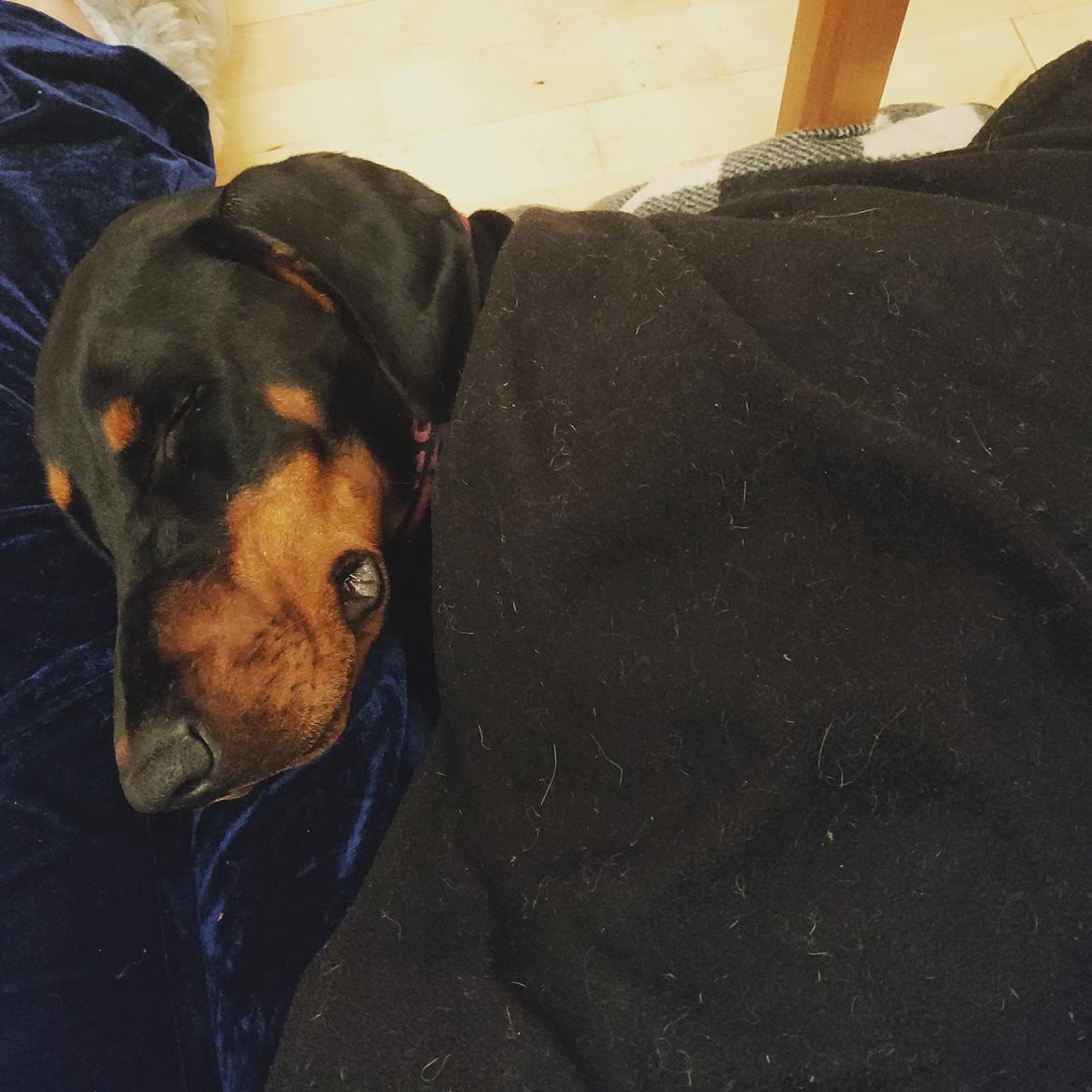 Dobermann Dobergaarden Forever Irish billede 10