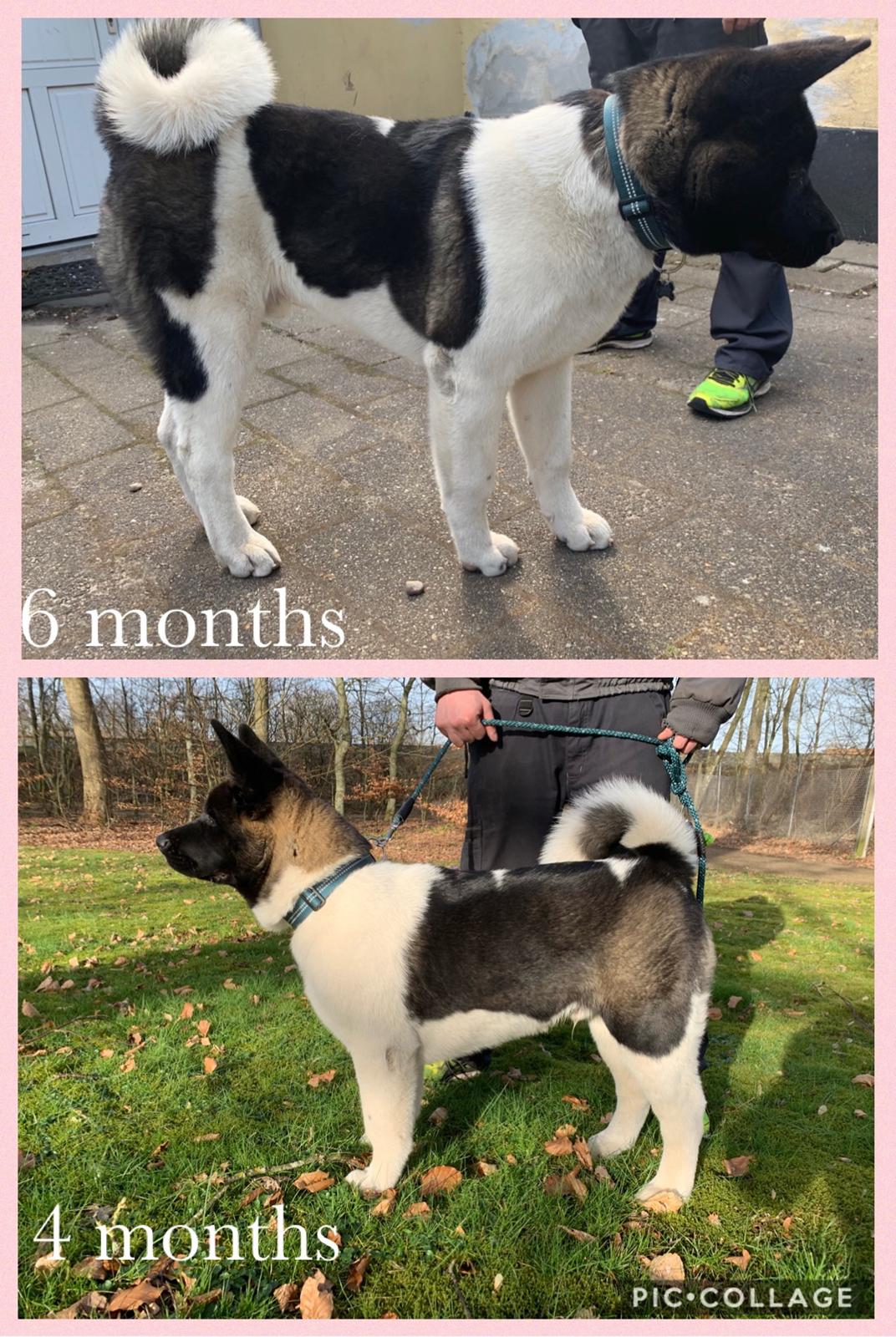 American Akita Bob billede 7