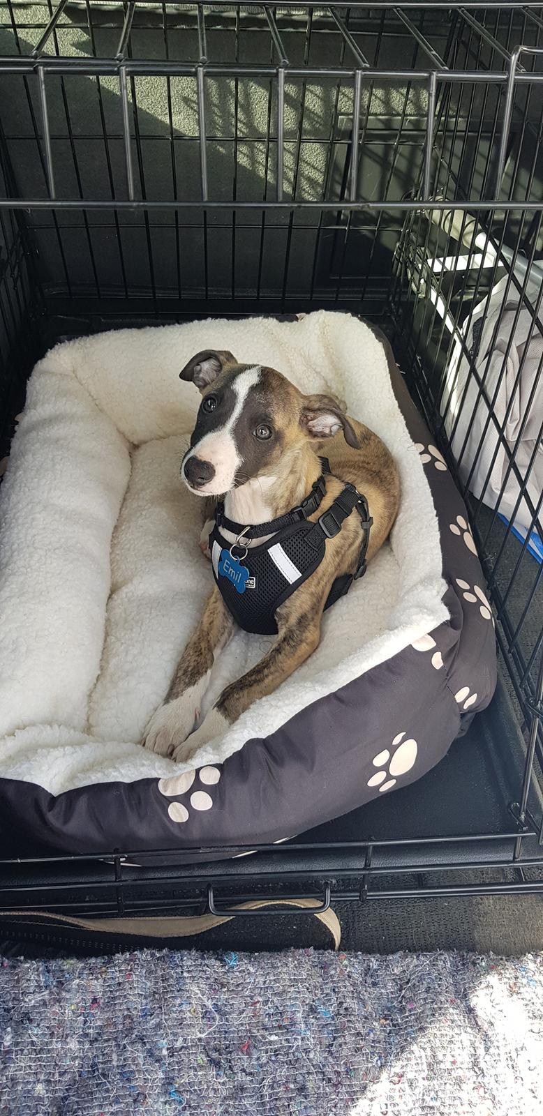 Whippet All Stars Emil  billede 1