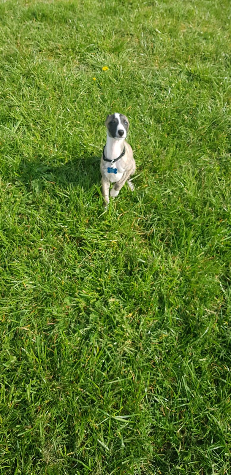 Whippet All Stars Emil  billede 2