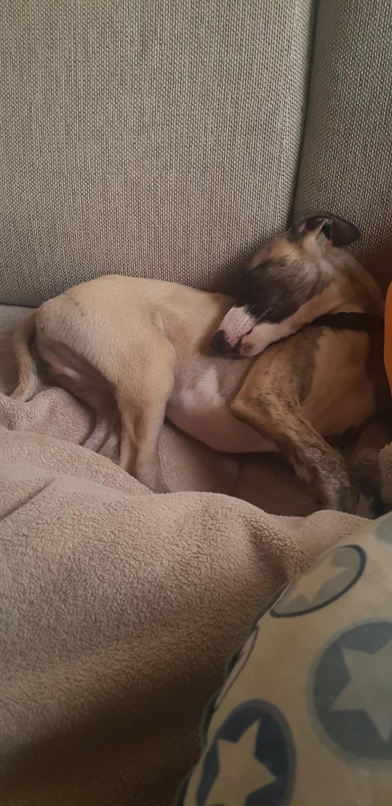 Whippet All Stars Emil  billede 3