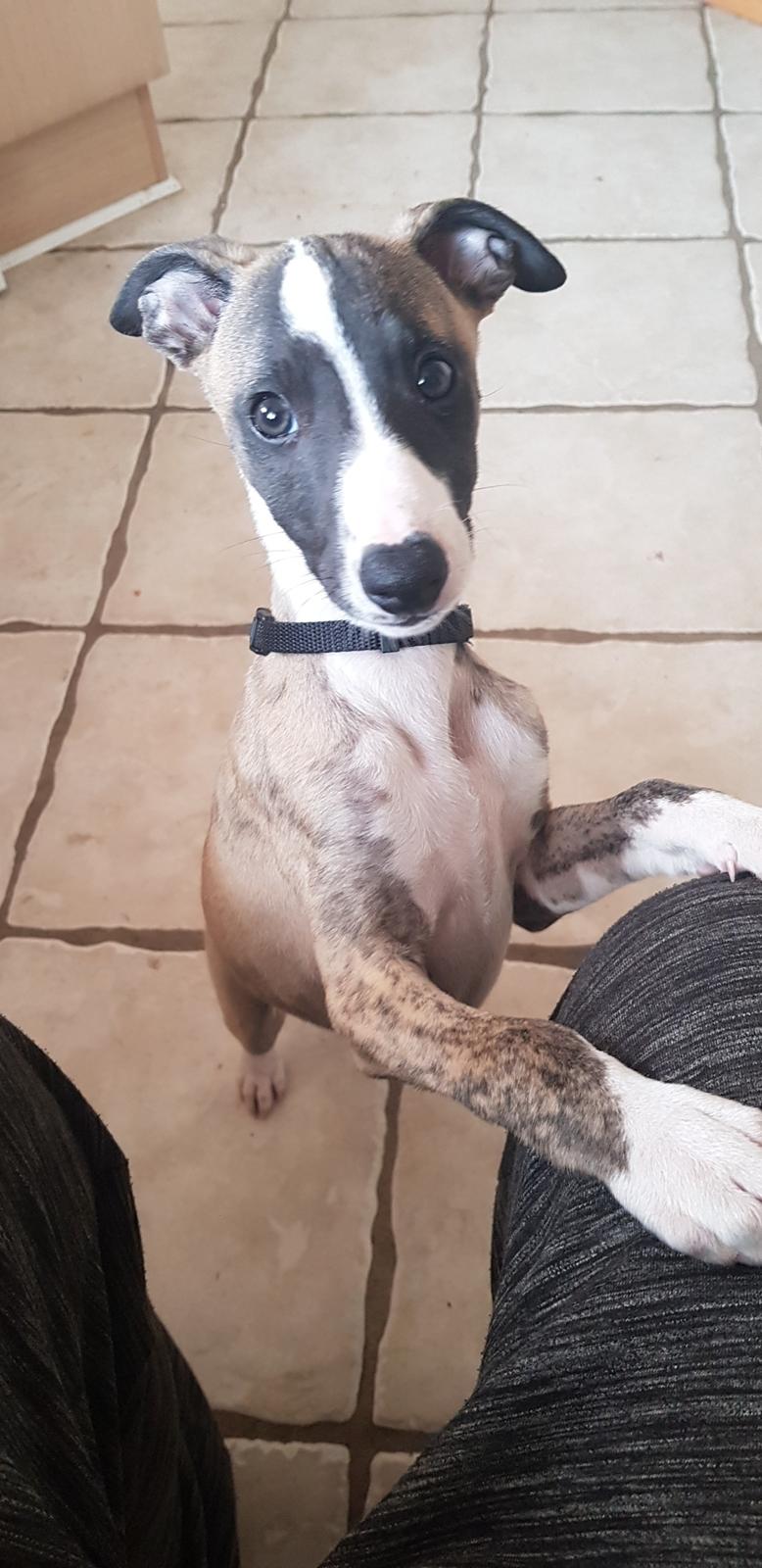 Whippet All Stars Emil  billede 4