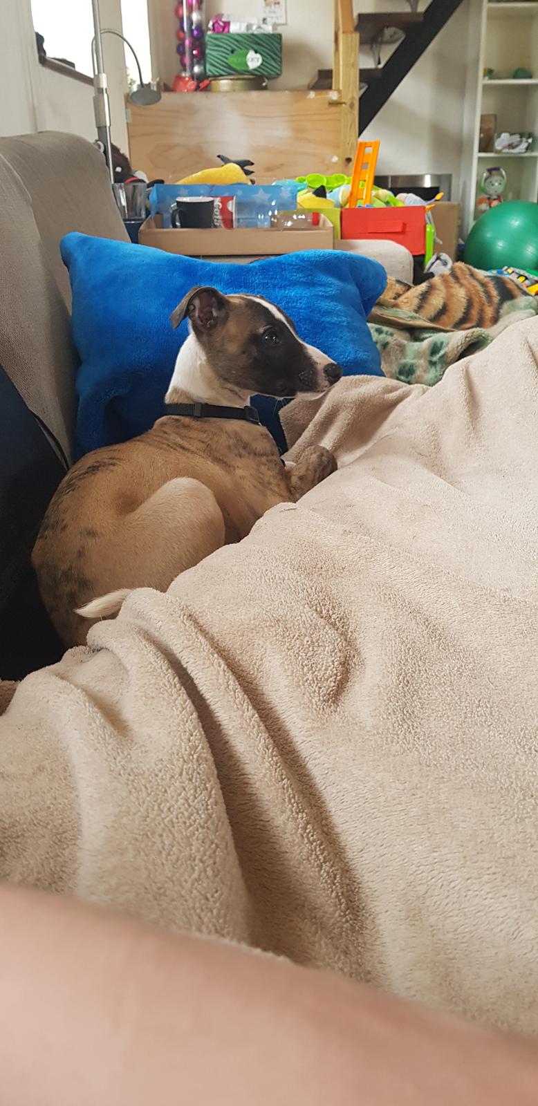 Whippet All Stars Emil  billede 5