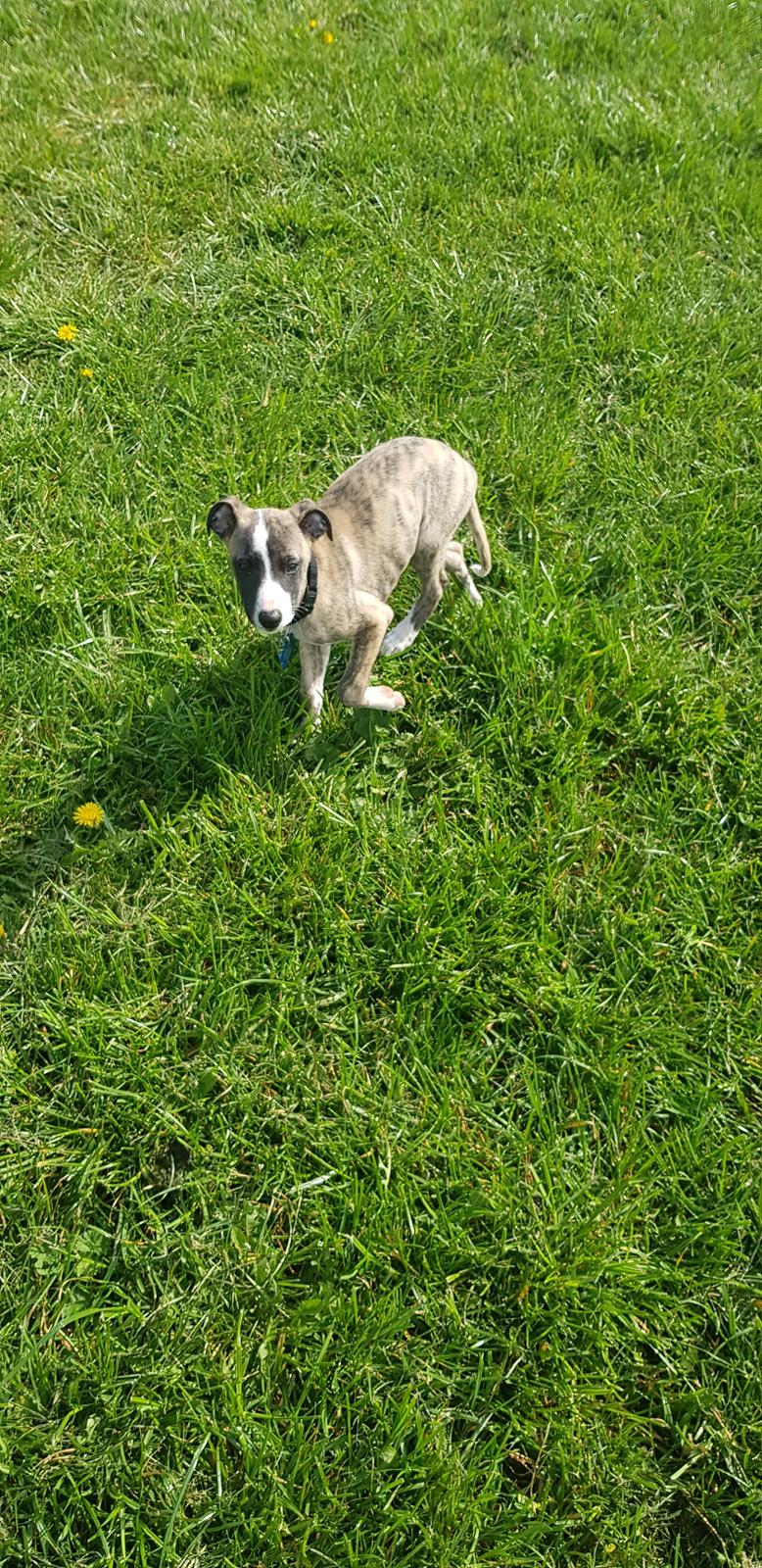 Whippet All Stars Emil  billede 6