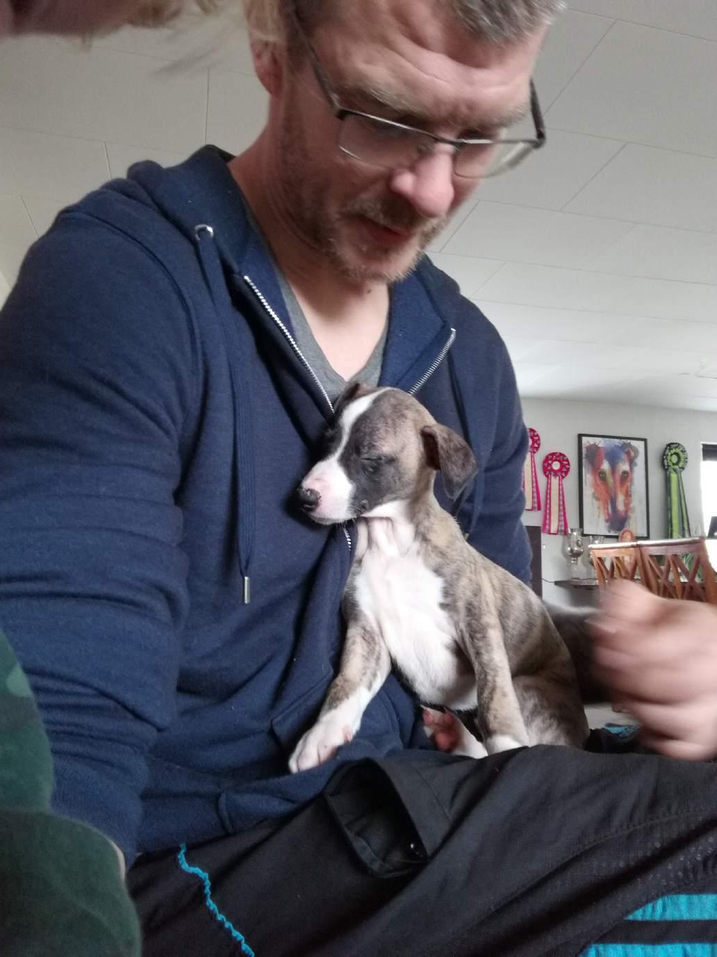 Whippet All Stars Emil  billede 7