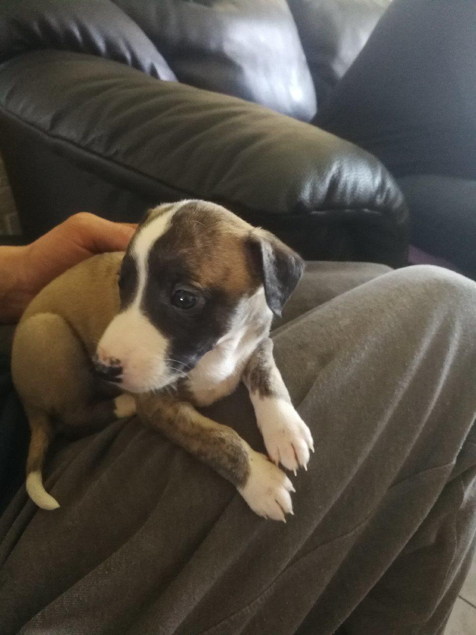 Whippet All Stars Emil  billede 8