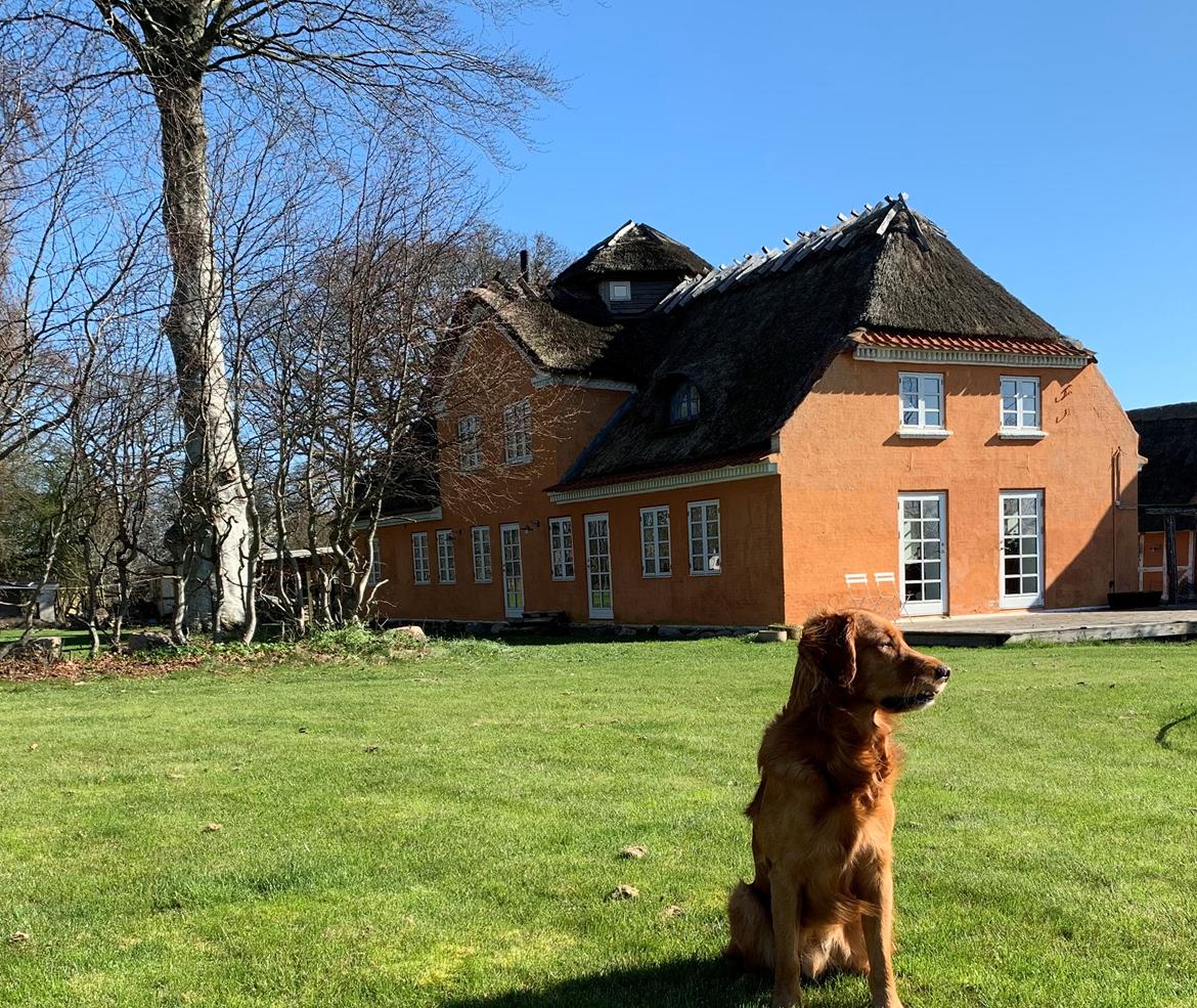 Golden retriever Oscar billede 2