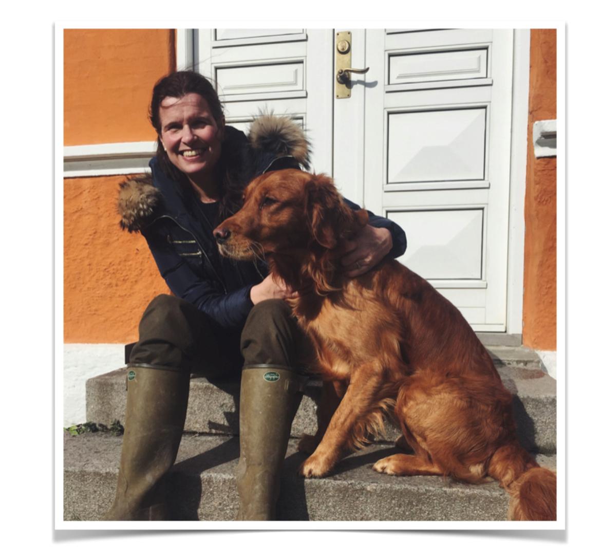 Golden retriever Oscar billede 3