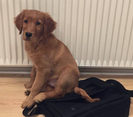 Golden retriever Oscar billede 4