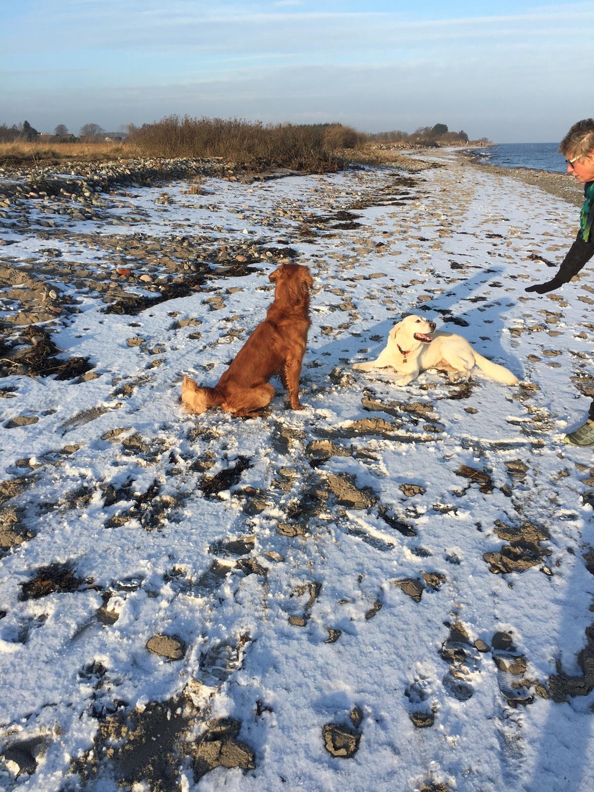 Golden retriever Oscar billede 5