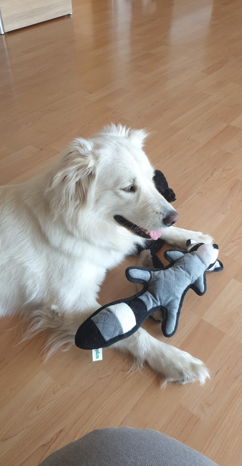 Blanding af racer Luna  billede 2