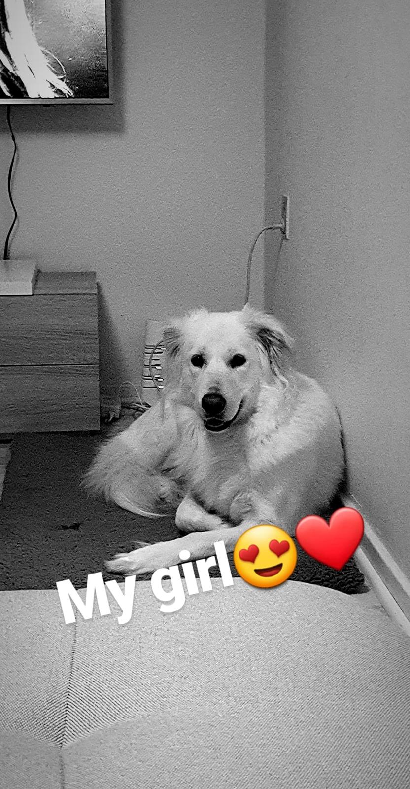 Blanding af racer Luna  billede 3