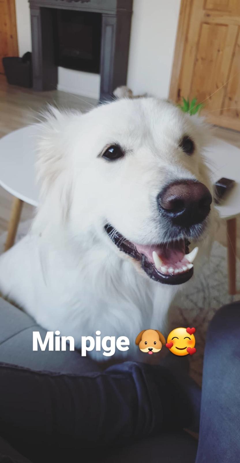 Blanding af racer Luna  billede 4