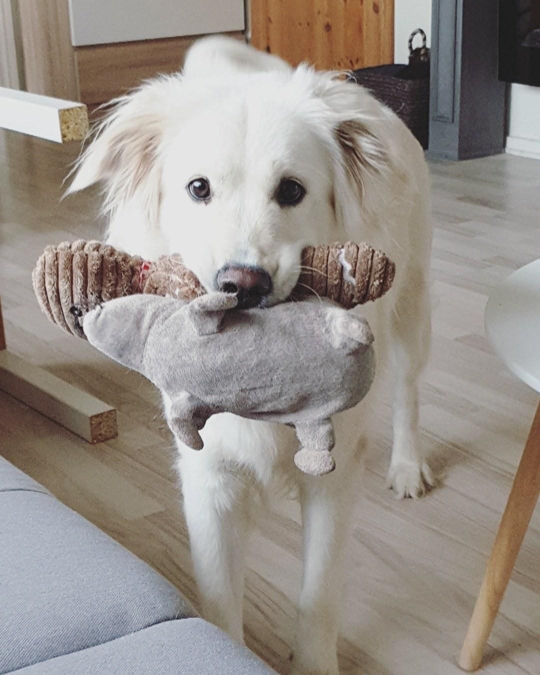 Blanding af racer Luna  billede 6