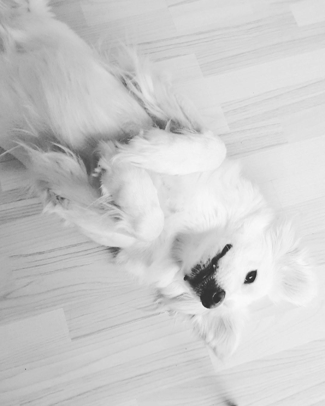 Blanding af racer Luna  billede 7