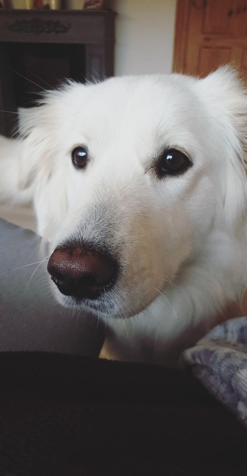 Blanding af racer Luna  billede 8