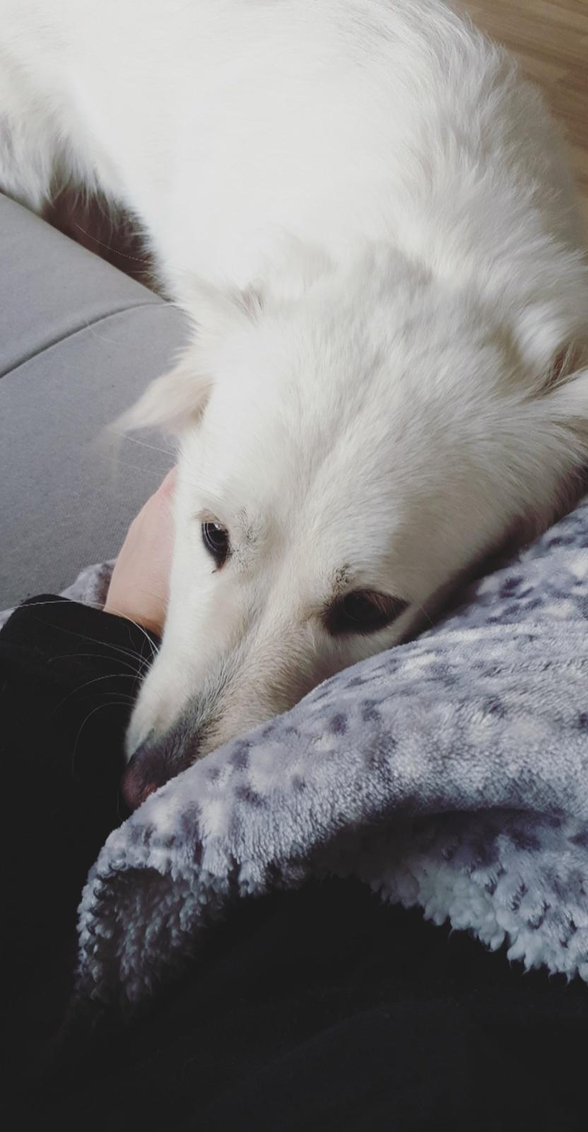 Blanding af racer Luna  billede 9