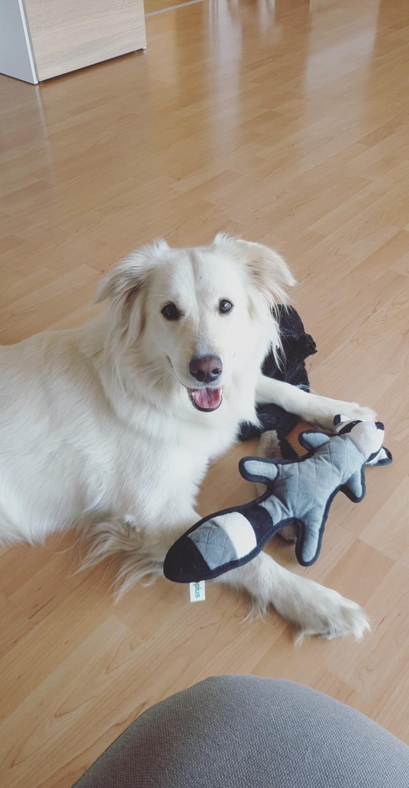 Blanding af racer Luna  billede 1