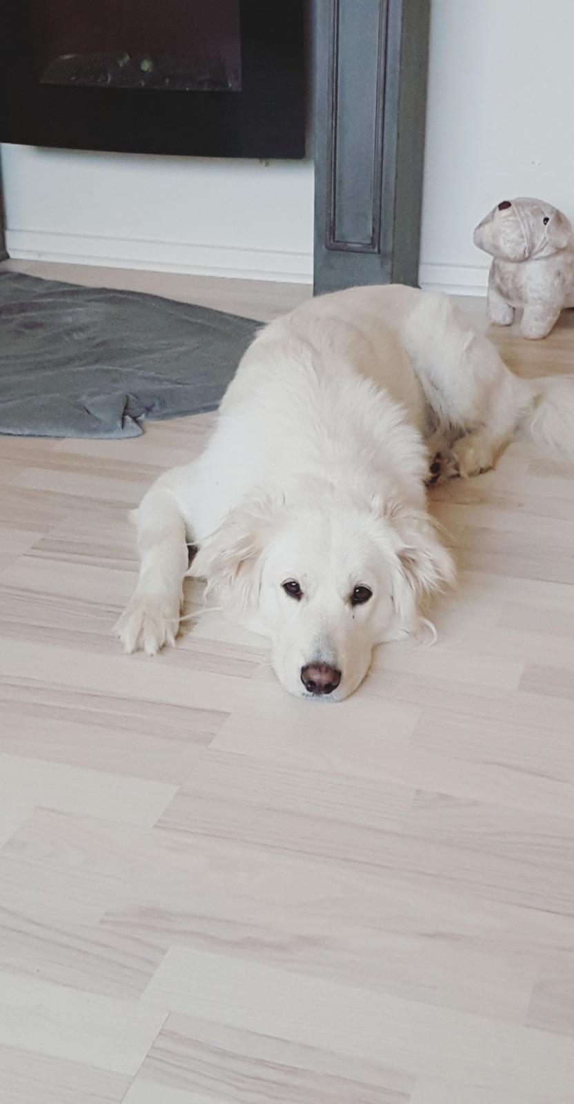 Blanding af racer Luna  billede 10