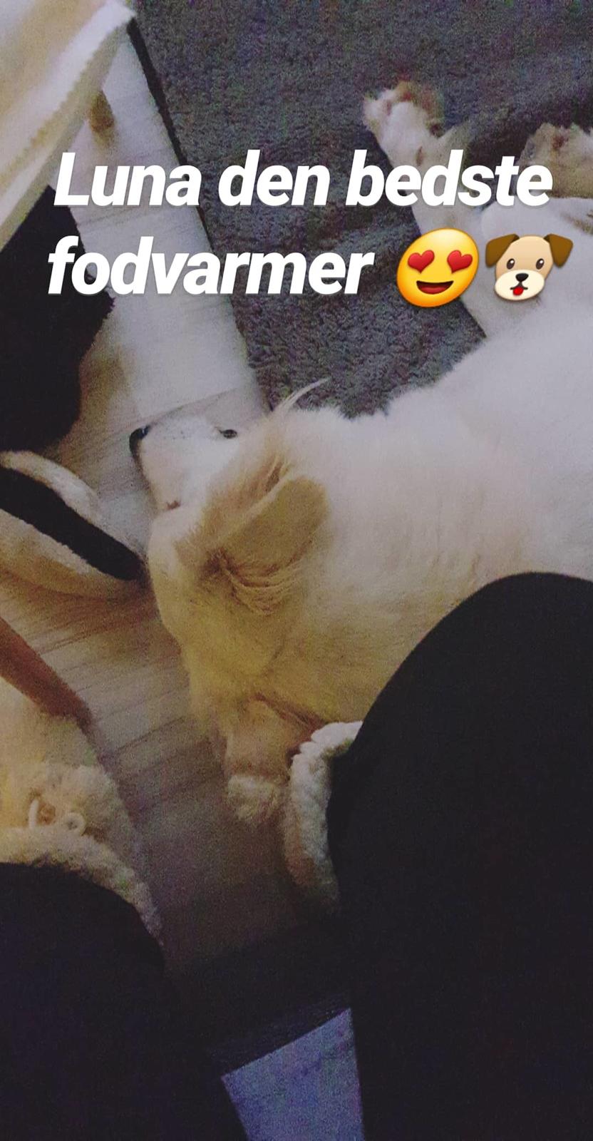 Blanding af racer Luna  billede 12