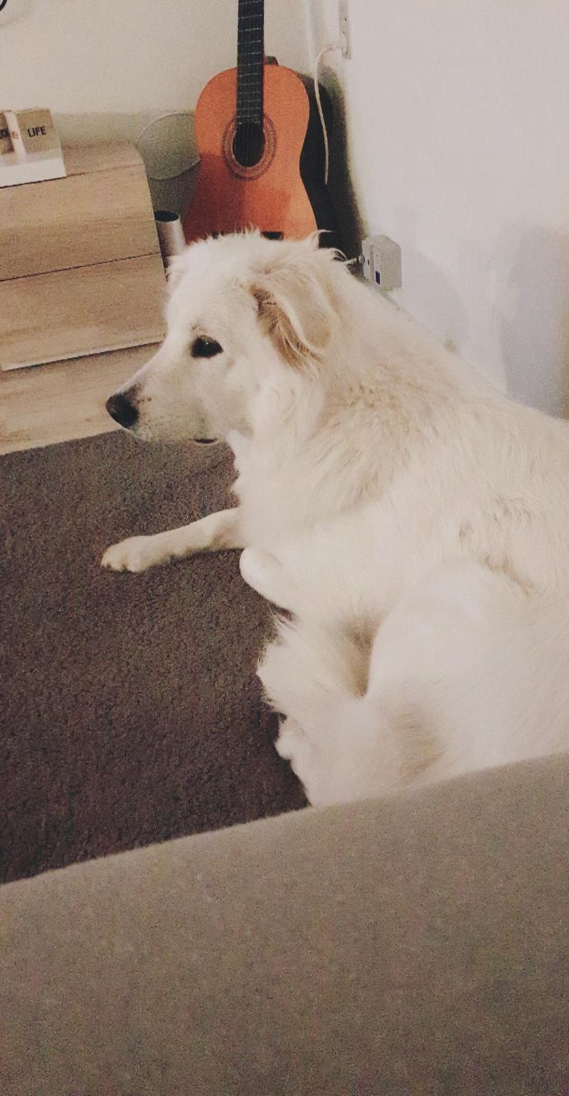 Blanding af racer Luna  billede 13