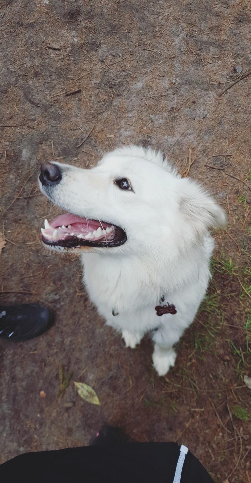 Blanding af racer Luna  billede 14