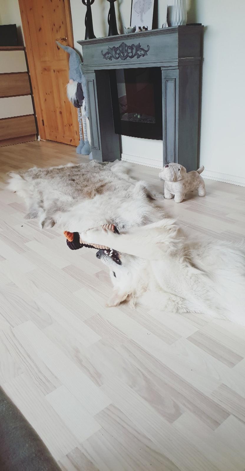 Blanding af racer Luna  billede 15