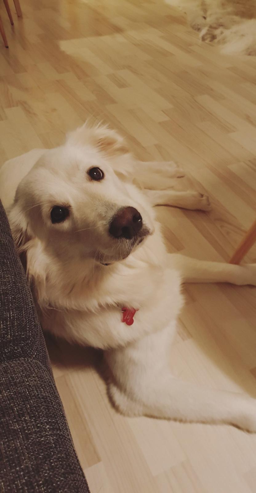 Blanding af racer Luna  billede 16