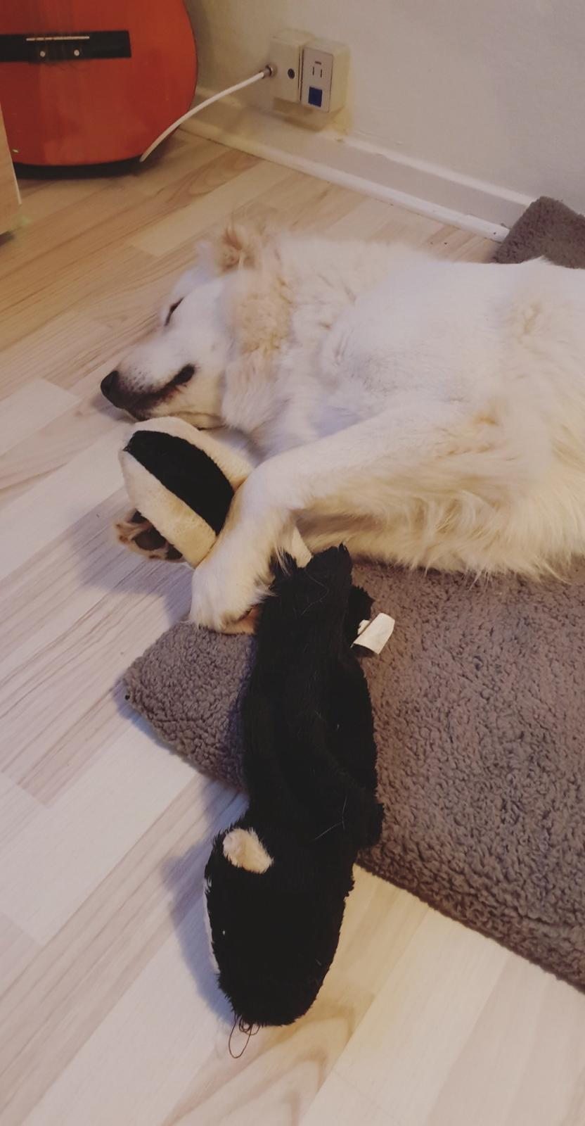 Blanding af racer Luna  billede 17