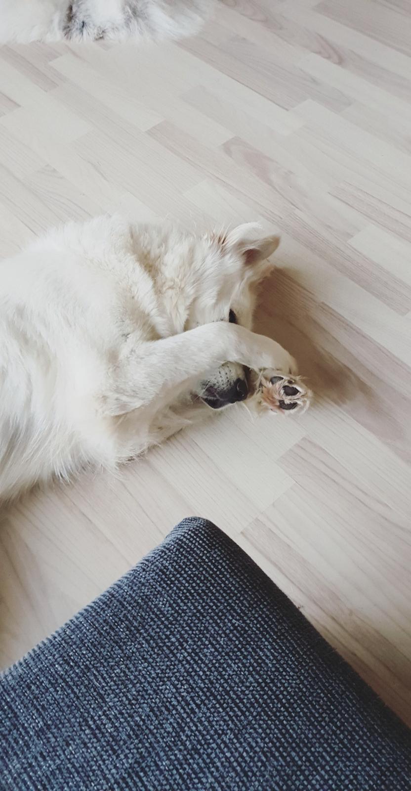 Blanding af racer Luna  billede 18