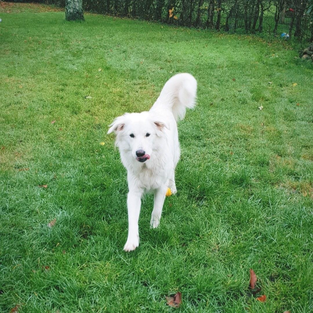 Blanding af racer Luna  billede 19