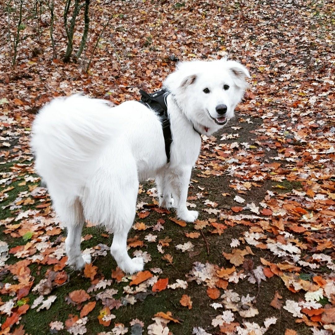 Blanding af racer Luna  billede 20