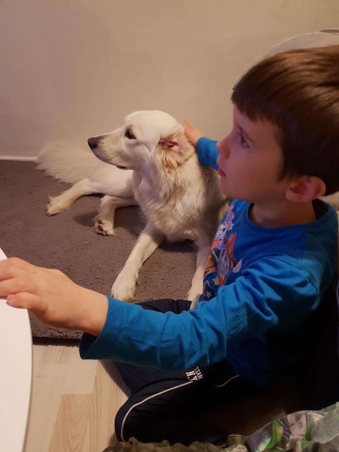 Blanding af racer Luna  billede 11