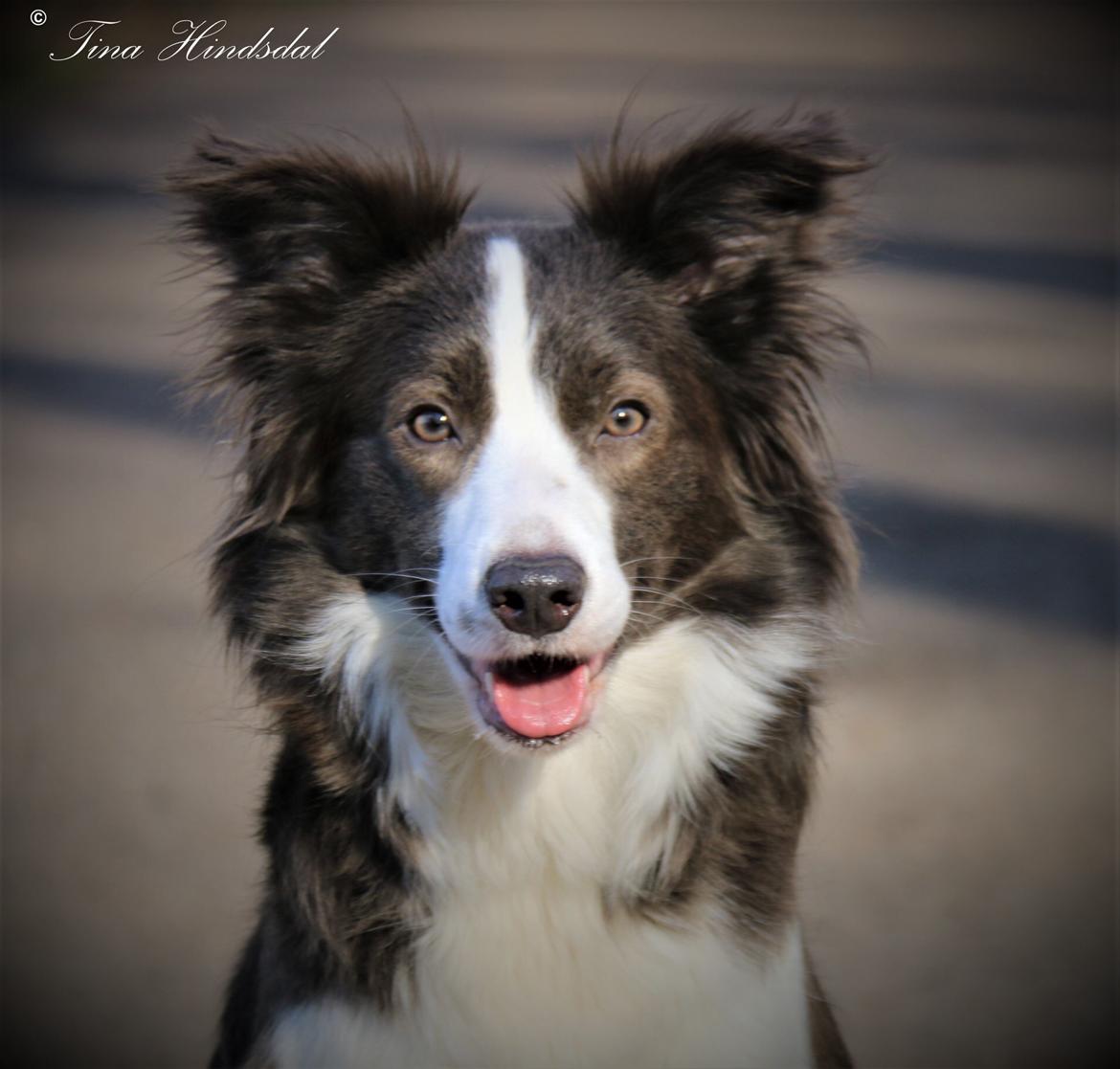 Border collie Destiny billede 22