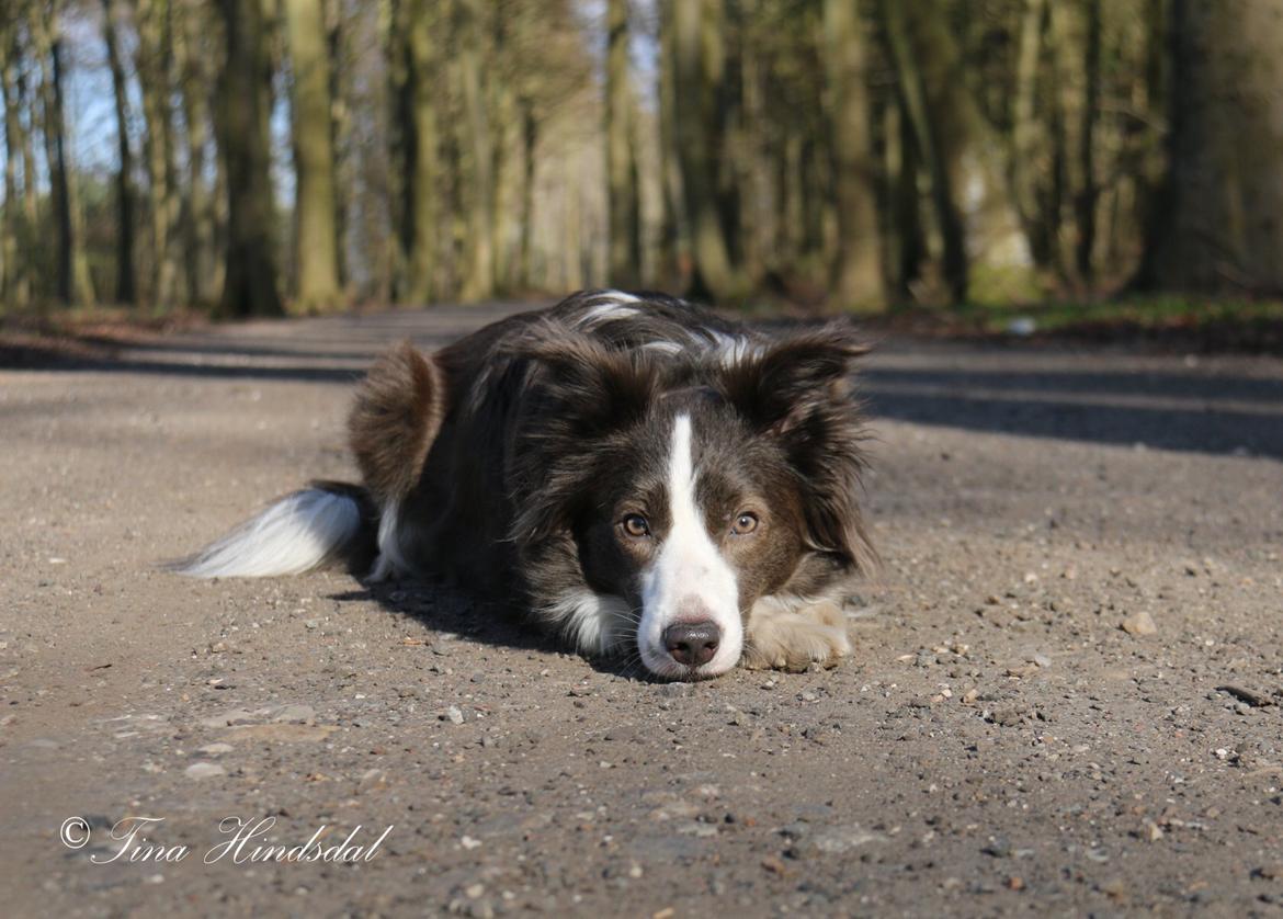 Border collie Destiny billede 23