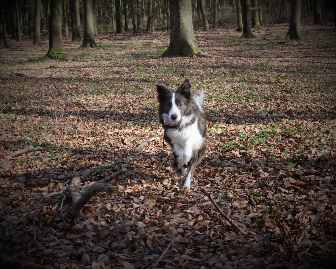 Border collie Destiny billede 24