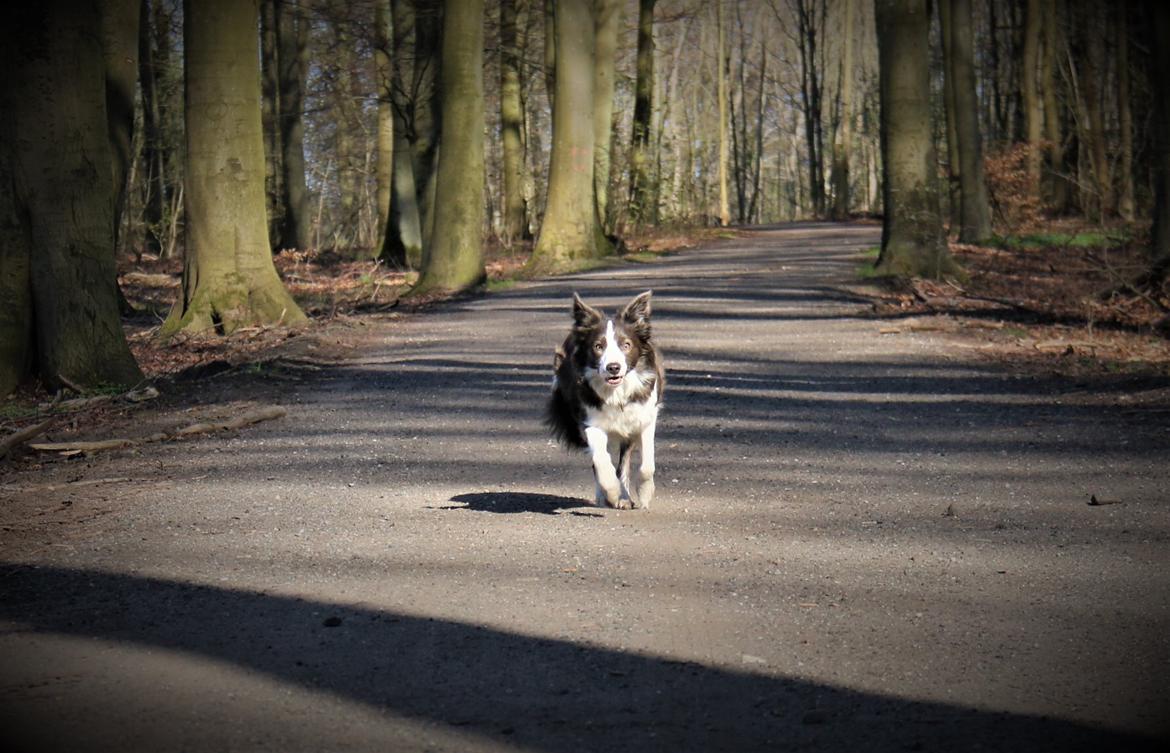 Border collie Destiny billede 25